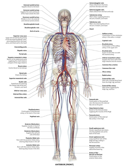 Cardiovascular System Diagram